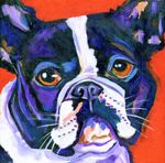 Boston Terrier